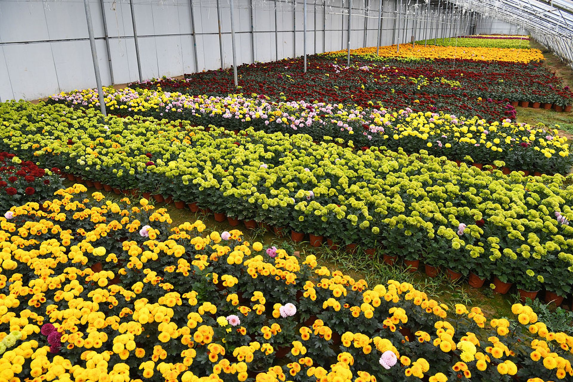 花卉與蔬菜種植技術(shù)的科學(xué)結(jié)合與實(shí)踐