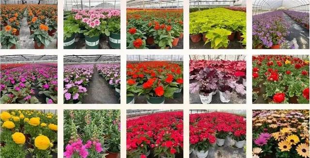 2022年國(guó)家農(nóng)民合作社示范社名單揭曉，青浦蔬菜種植合作社成功入選