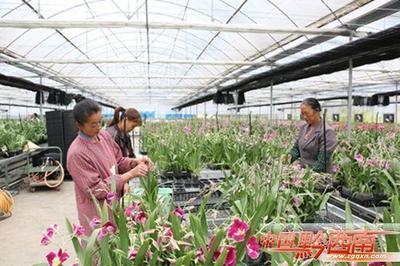 山野靈草遍地生金 —— 黔西南州中藥材產(chǎn)業(yè)發(fā)展紀(jì)實(shí)