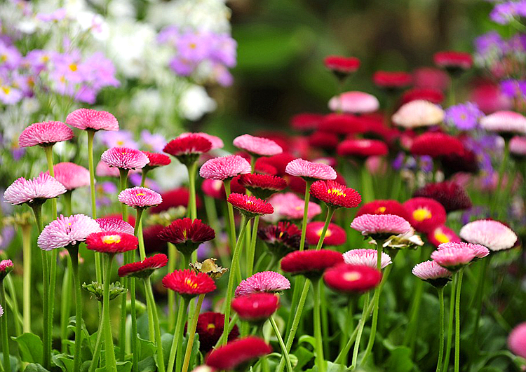 小雛菊的栽培指南 從播種到綻放的陽(yáng)臺(tái)盆栽與庭院種植