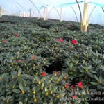 福建陳海亮花卉苗木產(chǎn)品供應(yīng)與租擺服務(wù)全覽